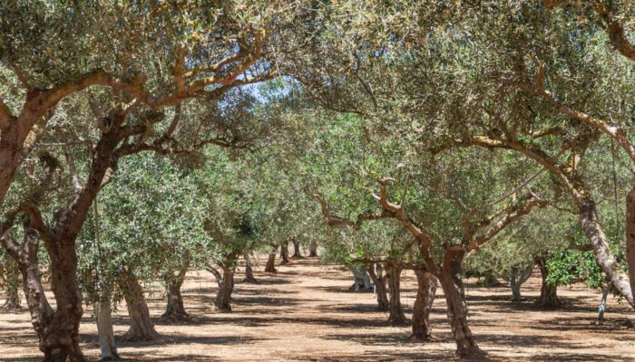 Greek olive oil varieties